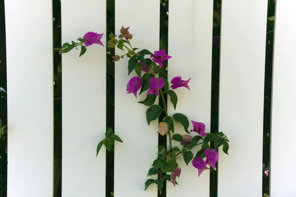 Flowers through a fence
