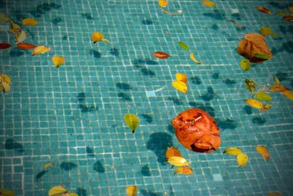 Leaves on a pool