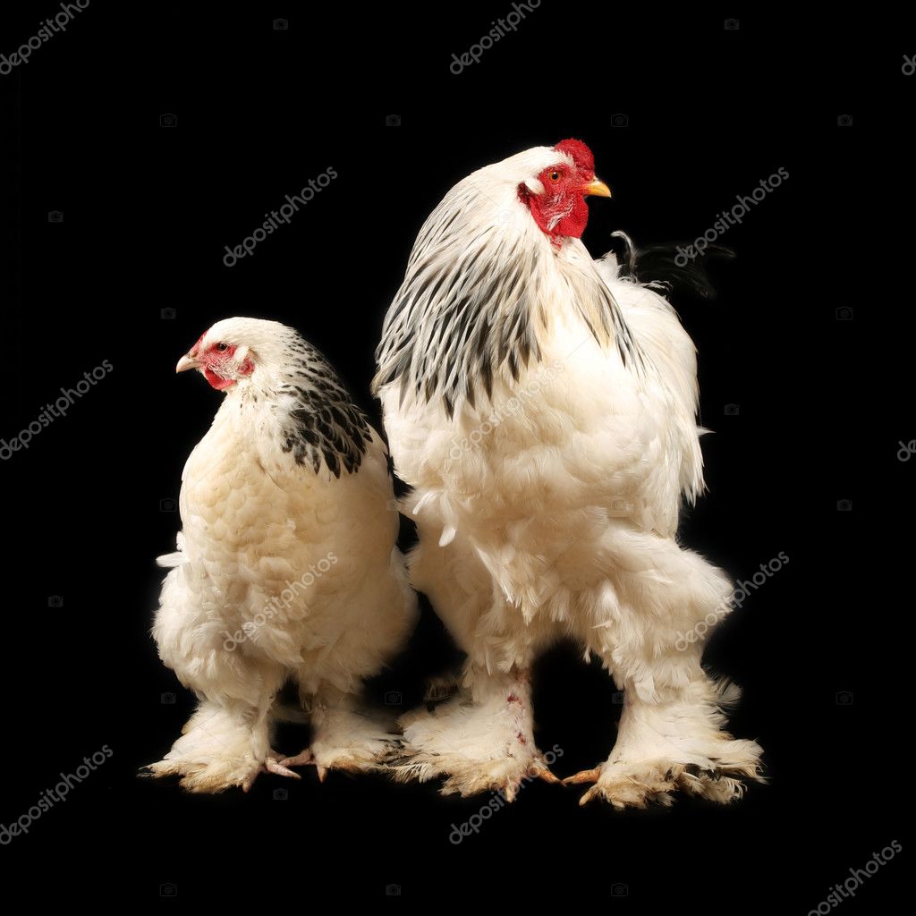 Brahma Rooster