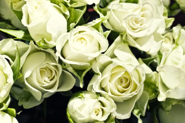 green white roses