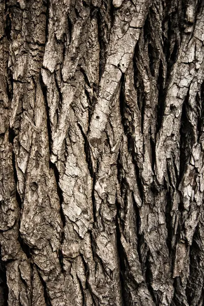 Bark Close Up