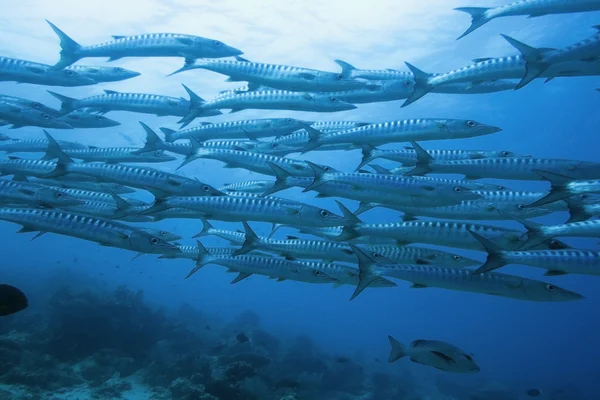 School of barracudas underwater