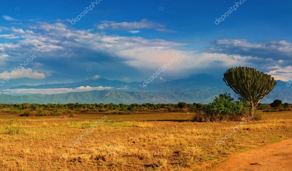 African Savannas