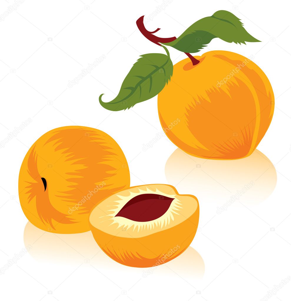 Peach Model Set http://reproductive-fitness.com/my/Peach-Model-160