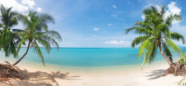 Panoramic tropical beach with coconut pa