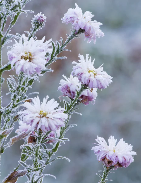 Frozen flowers