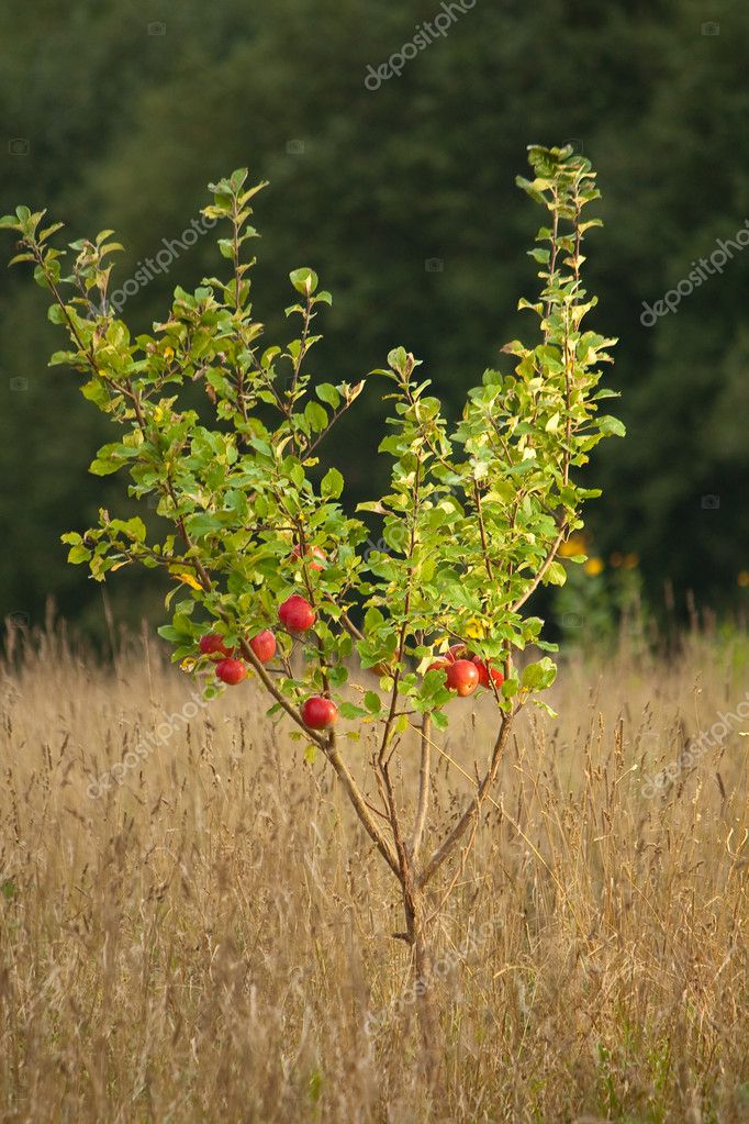 Small apple tree — Stock Photo © trancedrumer 1630715