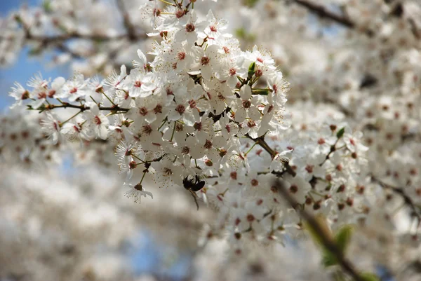 Blossoming cherry branch — Stock Photo #1644101