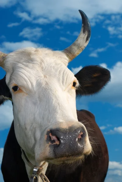Muzzle of a cow against the sky