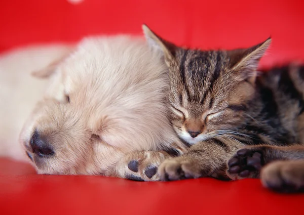pics of puppies and kittens together. Puppies and kittens