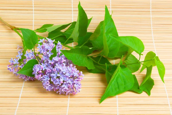 Lilac branch on bamboo background