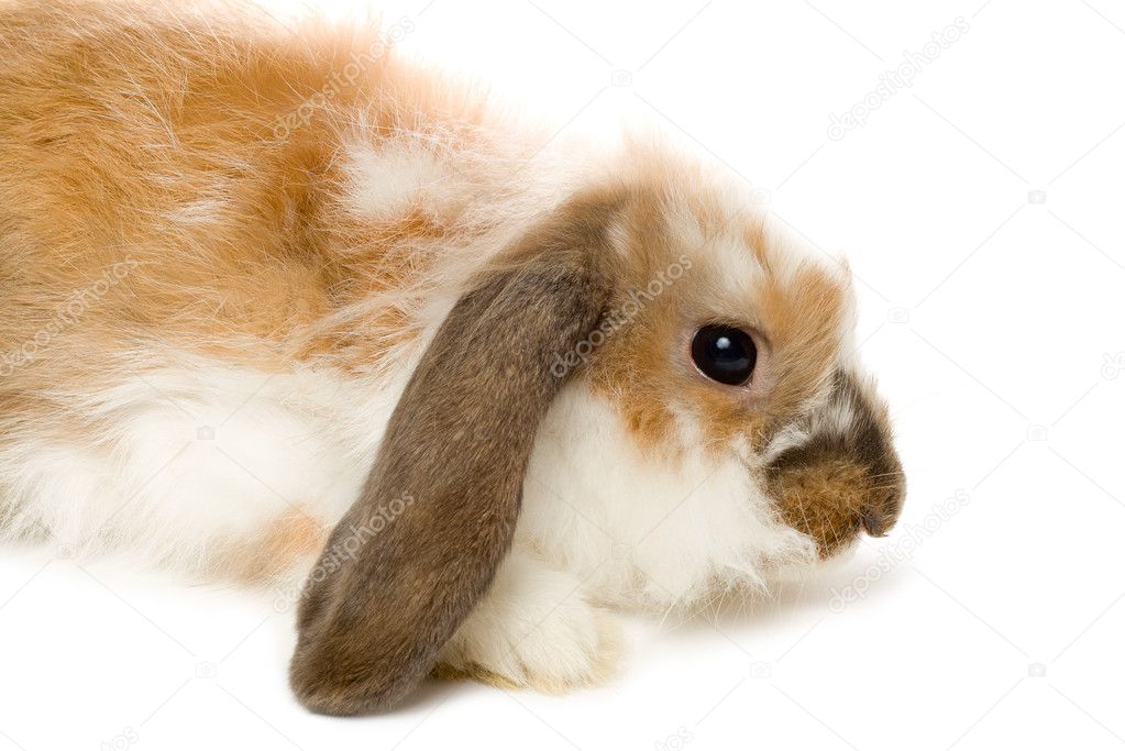 brown lop bunny