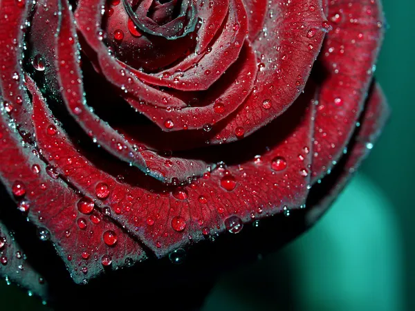 Macro image of dark red rose with water