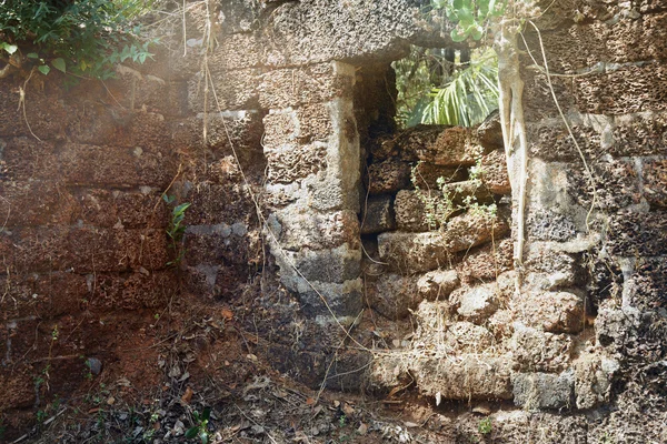 Indian Jungle Ruins