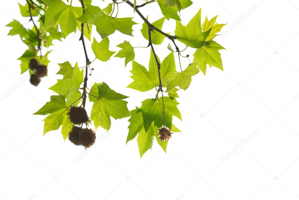 Leaves Branch