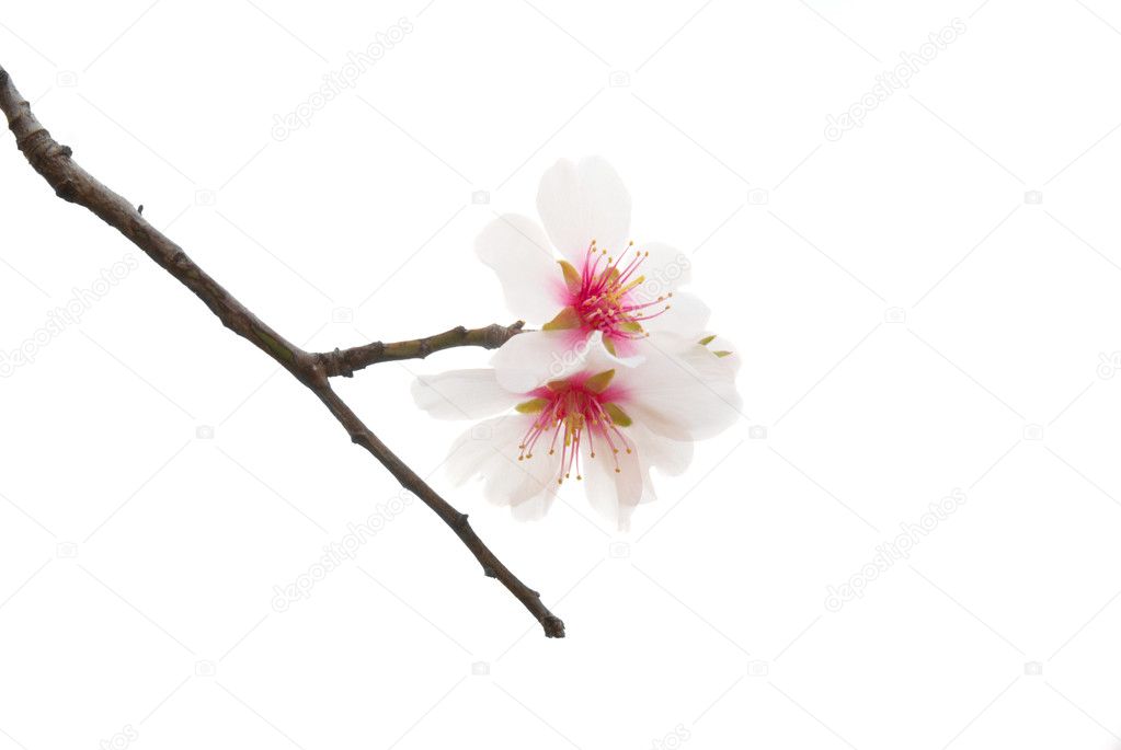 pink almond tree