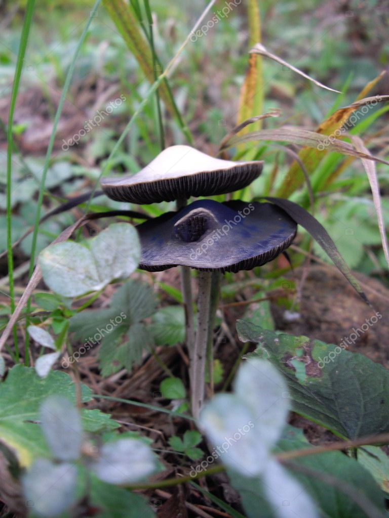 Cap Fungi