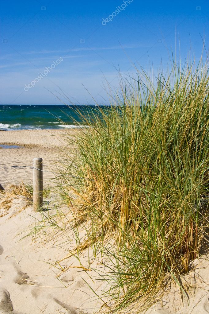 Grass On Beach