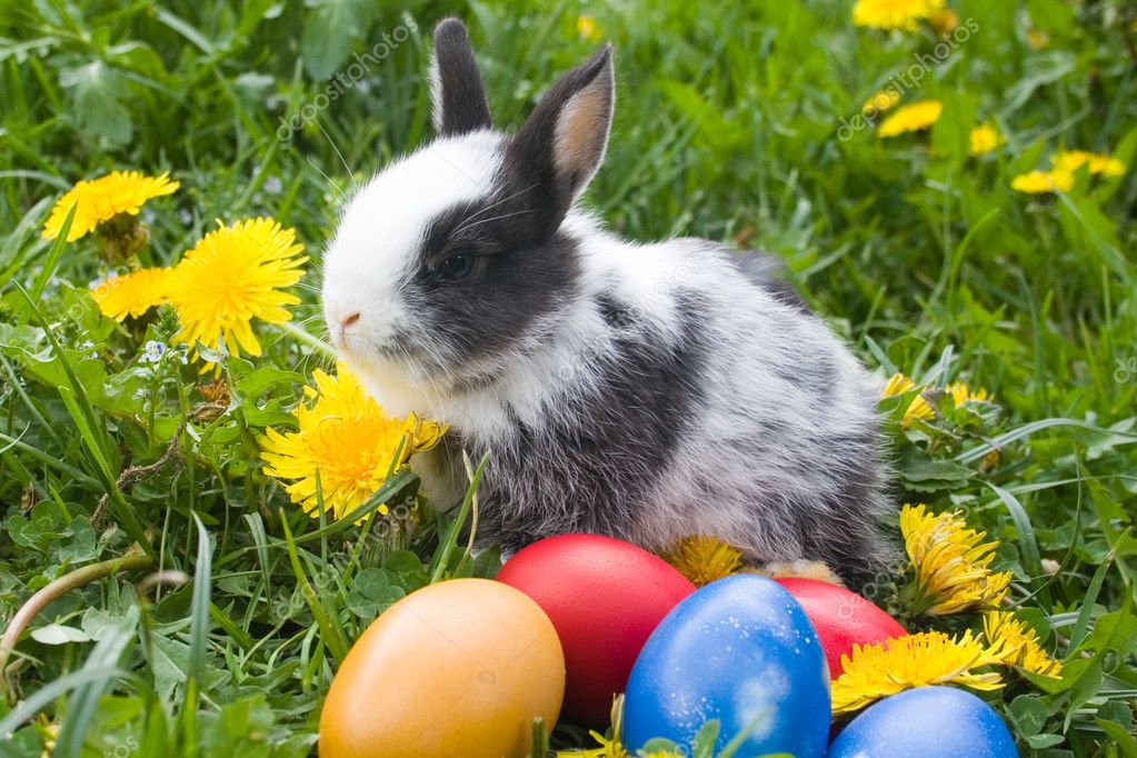 Пасхальный кролик фото