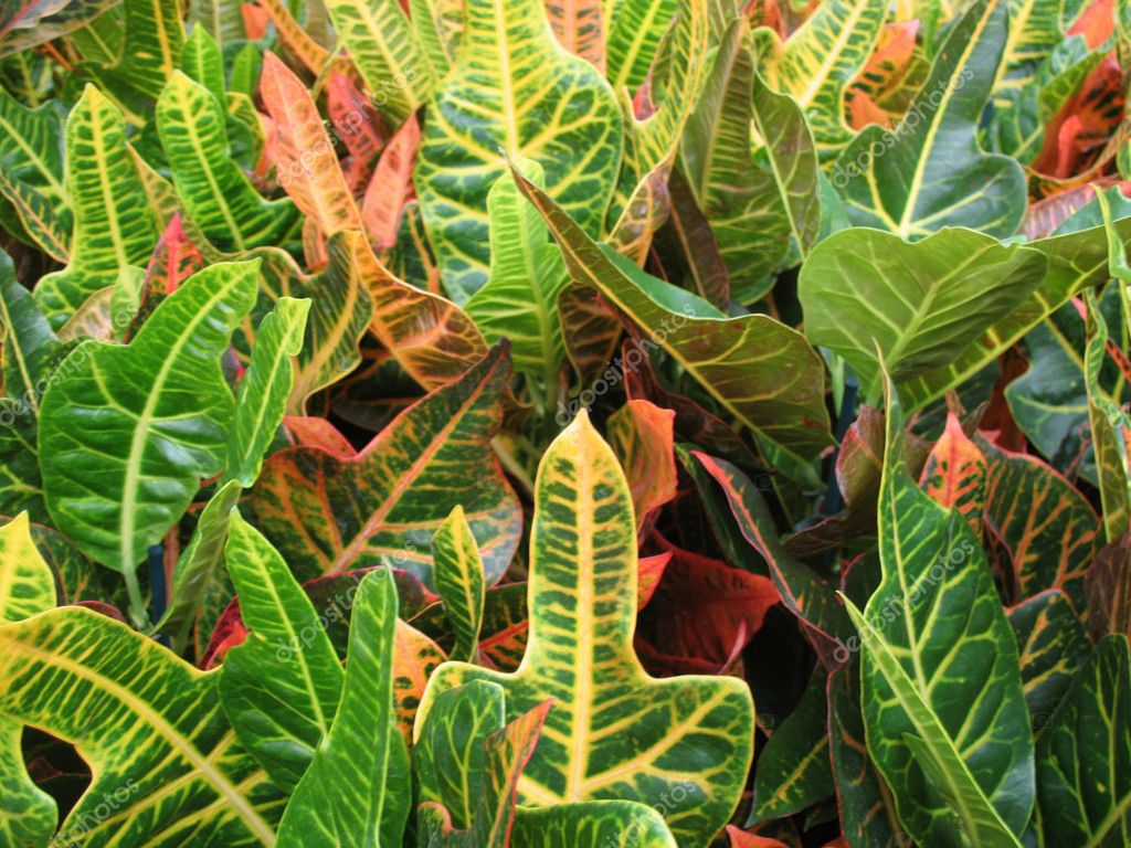 croton chatrooms We are the biggest importer, reseller and wholesaler of the largest selection of plants, pots, gardening tool and accessories in singapore visit our website to. croton chatrooms We are the biggest importer, reseller and wholesaler of the largest selection of plants, pots, gardening tool and accessories in singapore visit our website to.