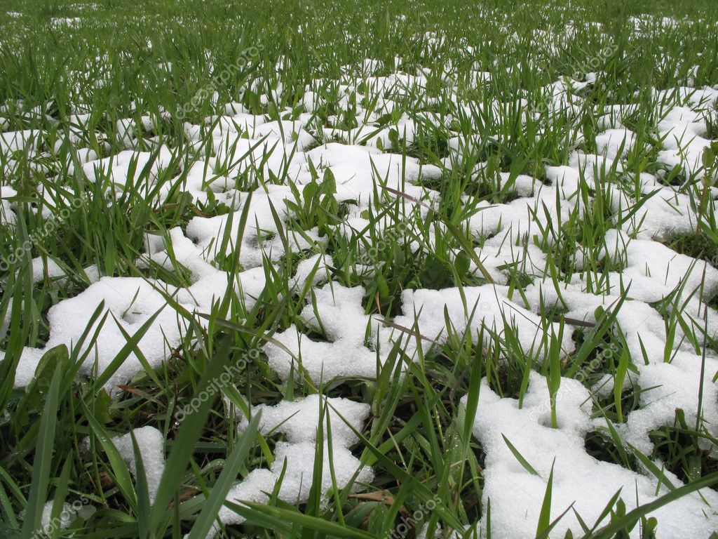 Grass In Snow