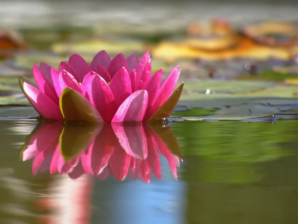Pink water-lily in pond.
