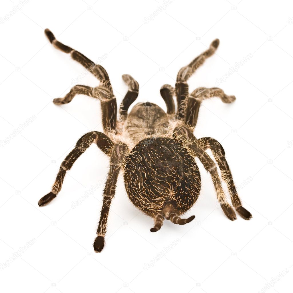 Tarantula Spider