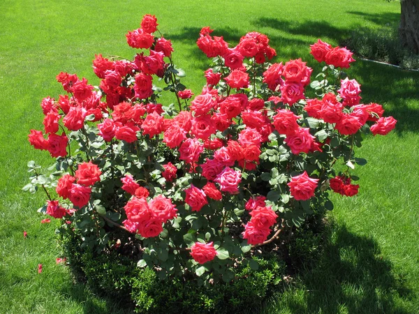 Bush of red rose