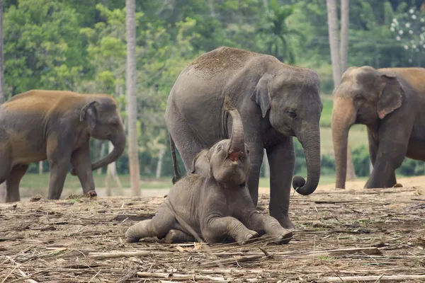Elephant mother and baby playing
