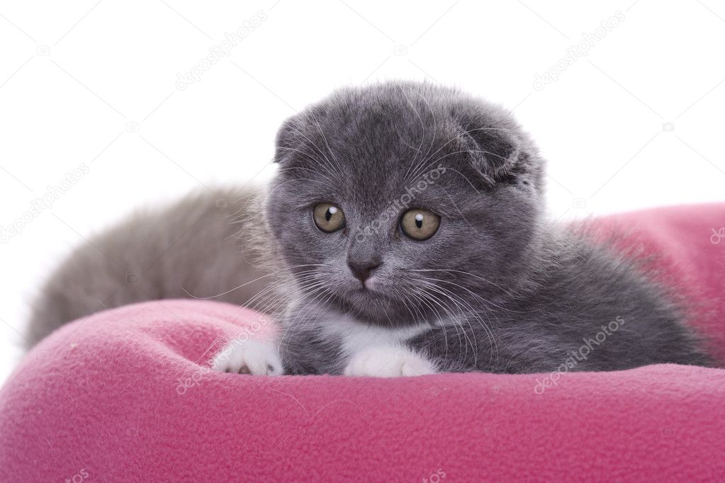 dwarf scottish fold