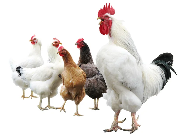 White cock and hens isolated