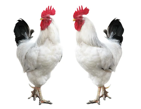 Two young white cocks isolated