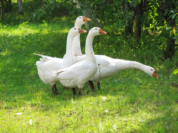 White geese on the green grass
