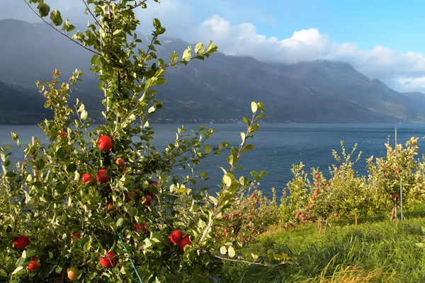 Apple-tree on a fjord coast