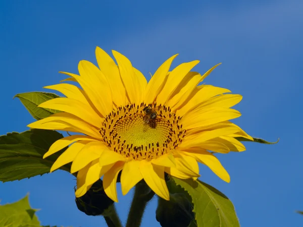 The Flower of sunflower