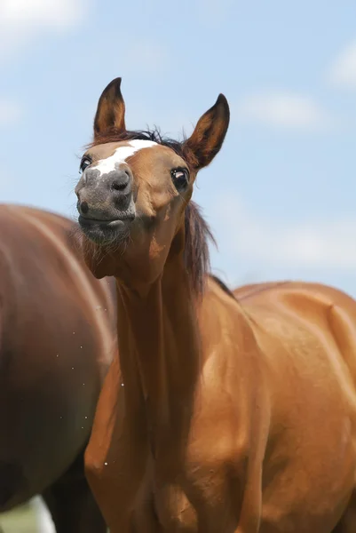 Young foal shaking his head — Stock Photo #1684556
