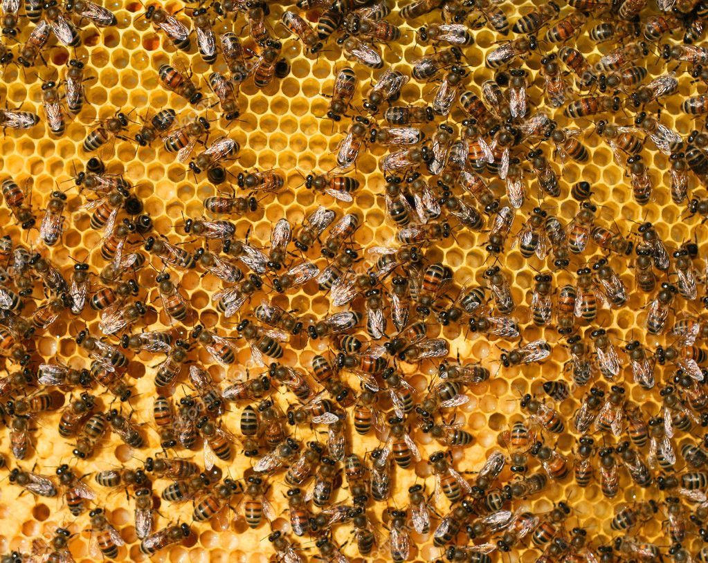 Bees Comb