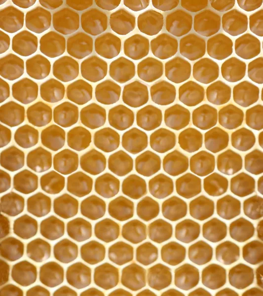 Honeycomb background