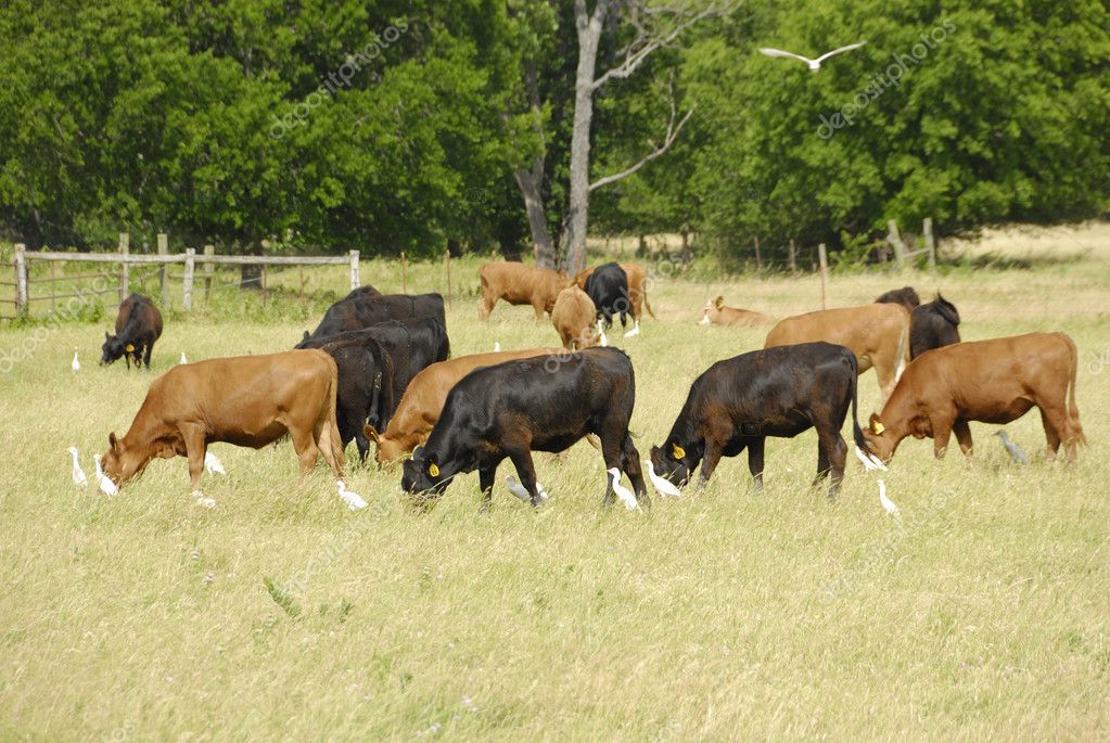 Cattle In Field