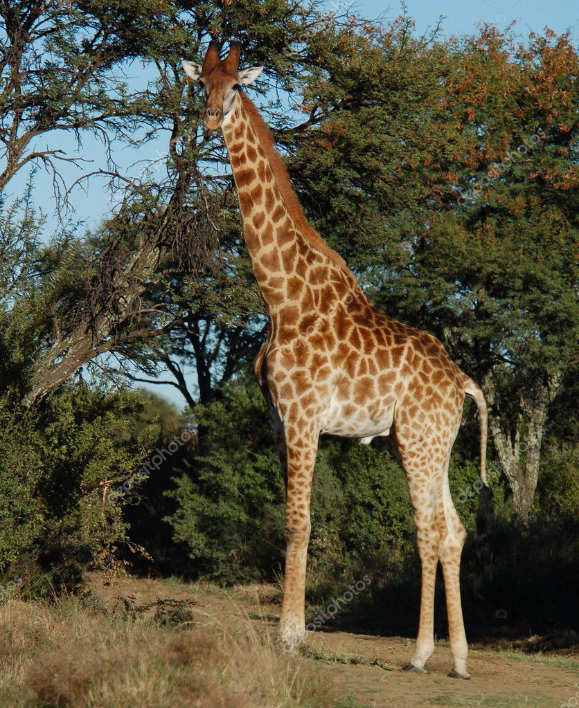 Giraffe From Africa