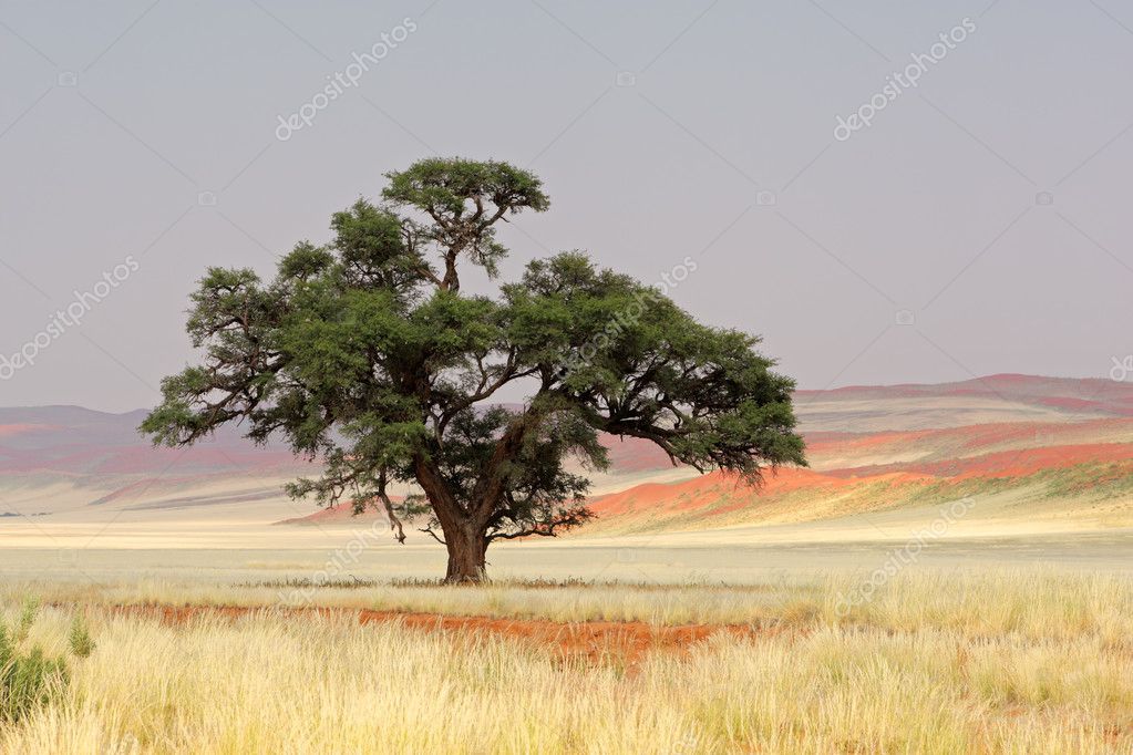 african acacia tree