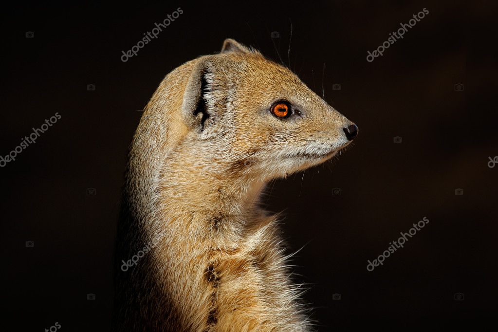 desert mongoose