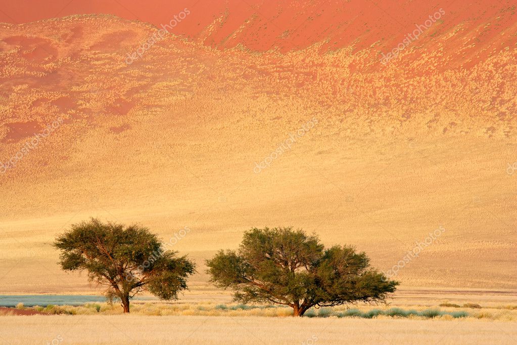 african trees images