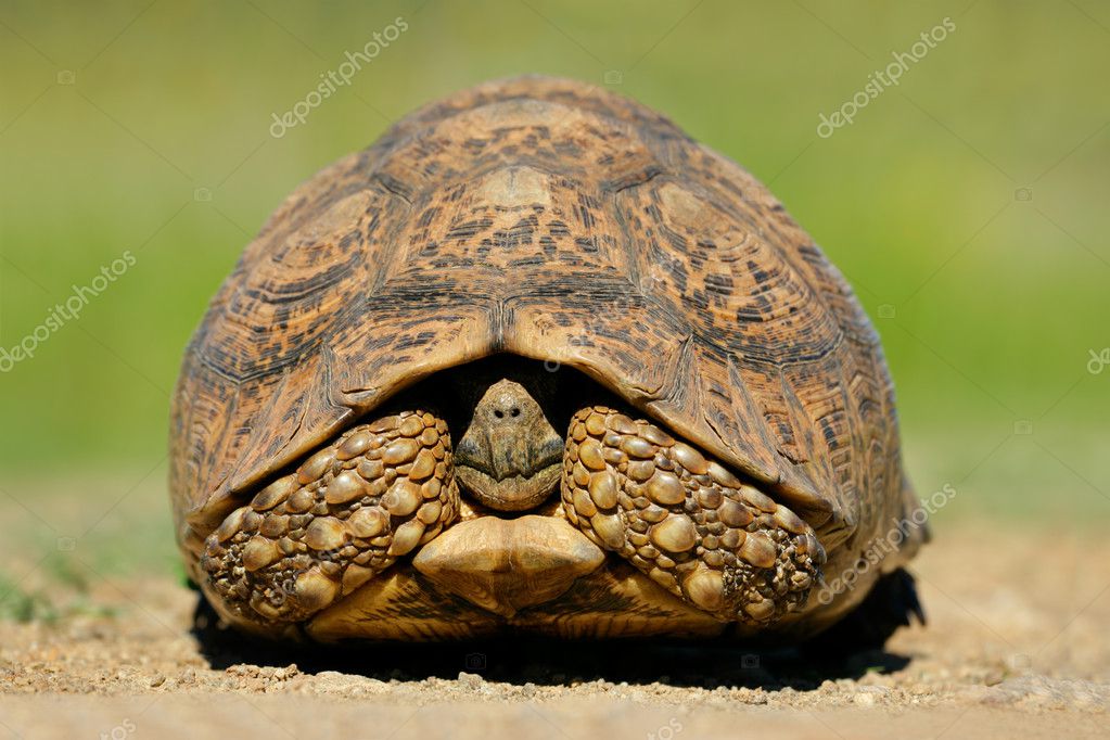 mountain tortoise
