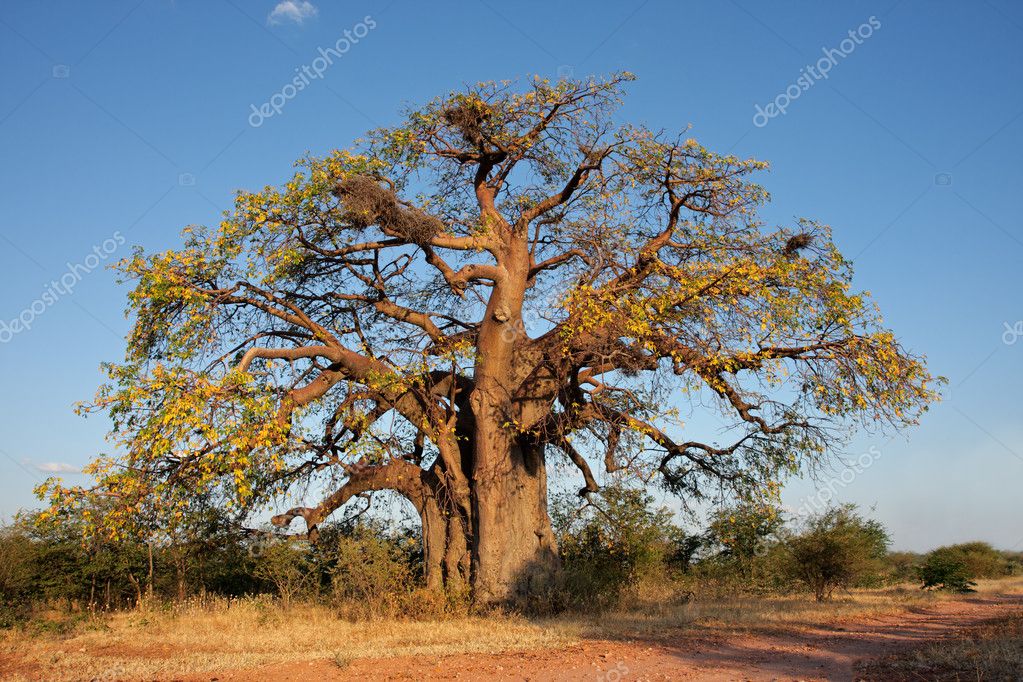 baobab tree information