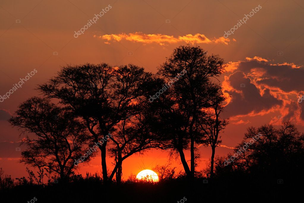 African Savanna Sunset