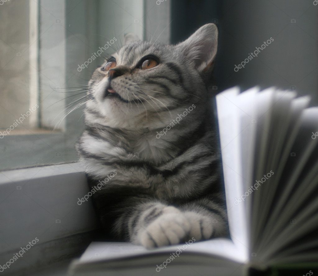 A Cat Reading