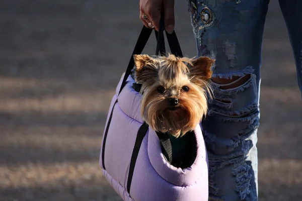 Decorative dog sitting in a bag