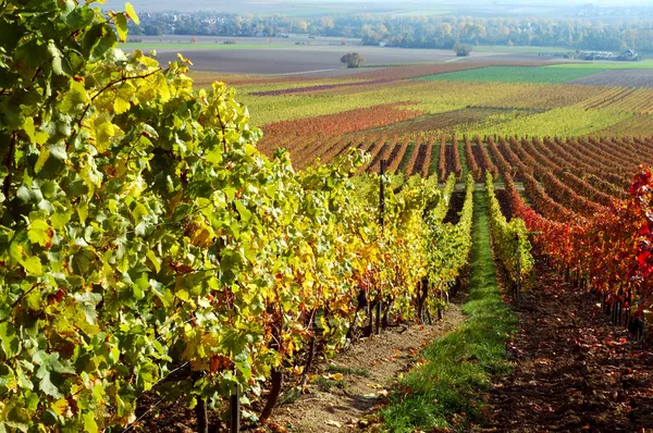 Vineyard, The Rhine valley, Germany