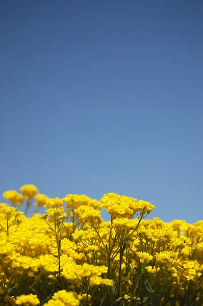 Yellow flowers over blue sky